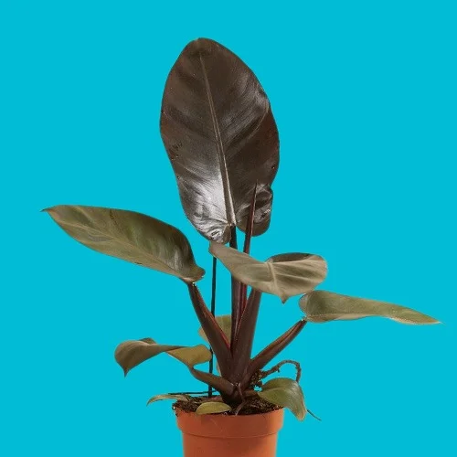 Philodendron erubescens 'Black Cardinal'