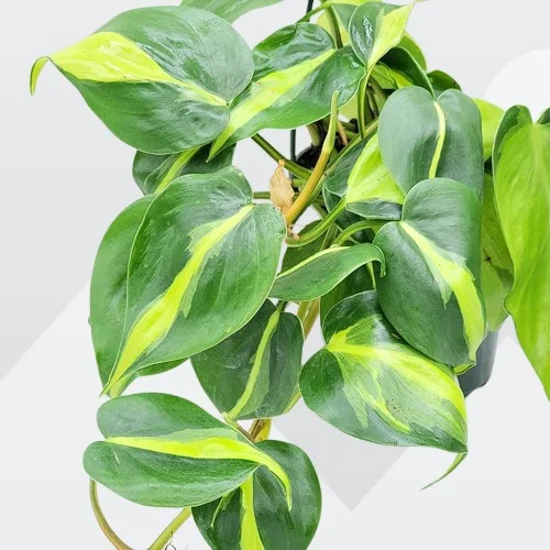 Philodendron hederaceum 'Brasil'