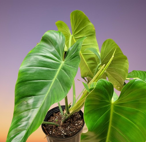 Spadeleaf Philodendron, Philodendron domesticum