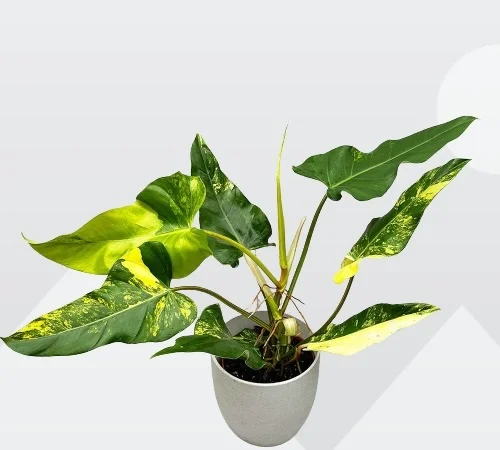 Spadeleaf Philodendron, Philodendron domesticum