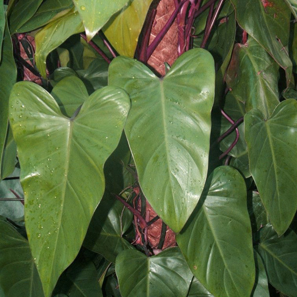 Blushing Philodendron, Philodendron erubescens
