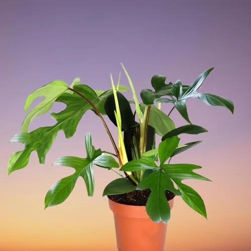 Philodendron squamiferum × pedatum