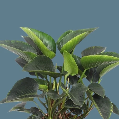 Philodendron tatei 'Green Congo'