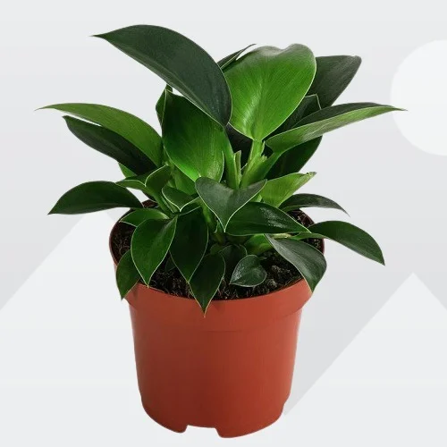 Philodendron mia