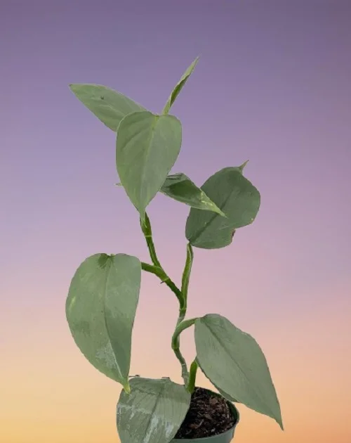 Silver Sword Philodendron, Philodendron hastatum