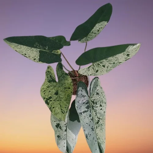 Philodendron ilsemanii Variegata