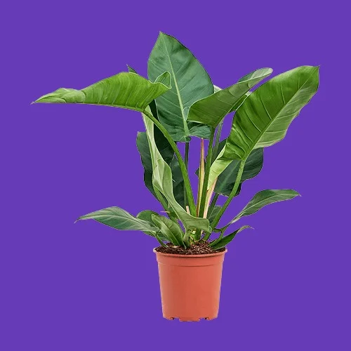 Philodendron erubescens 'Imperial Green'