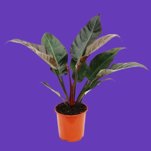 Philodendron erubescens 'Imperial Red'