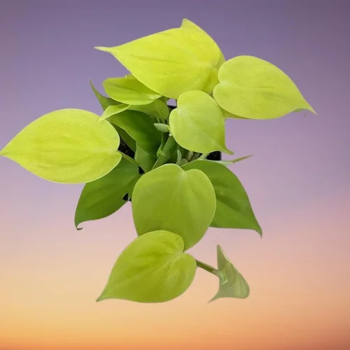 Philodendron hederaceum 'Lemon Lime'