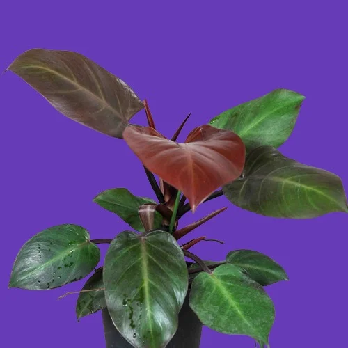 Philodendron erubescens 'McColley's Finale'