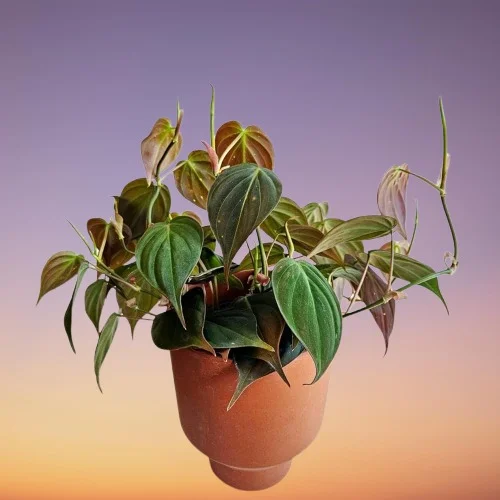 Philodendron hederaceum var. Hederaceum