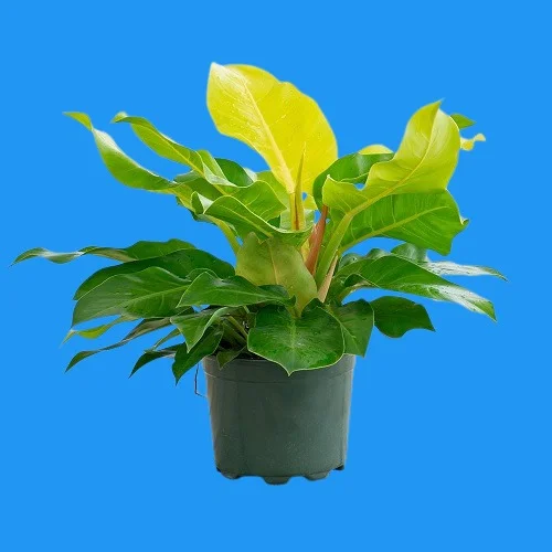 Philodendron erubescens 'Moonlight'