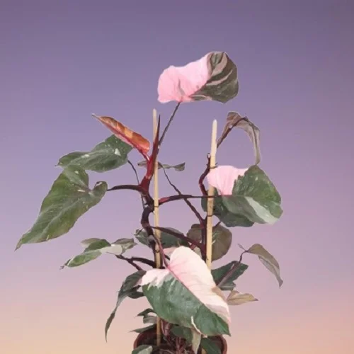 Philodendron erubescens 'Pink Princess'