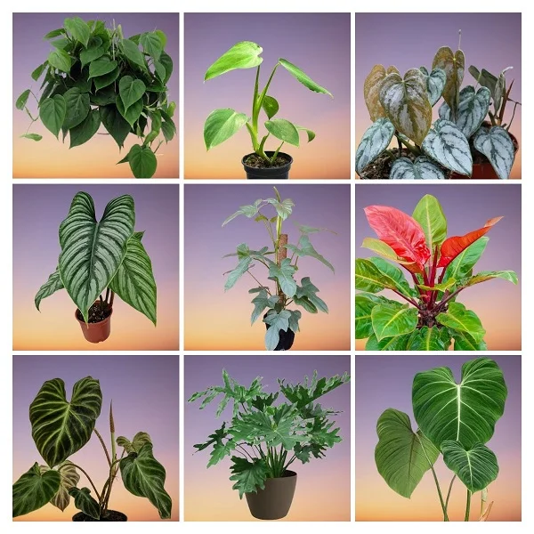 Philodendron Plants Collage