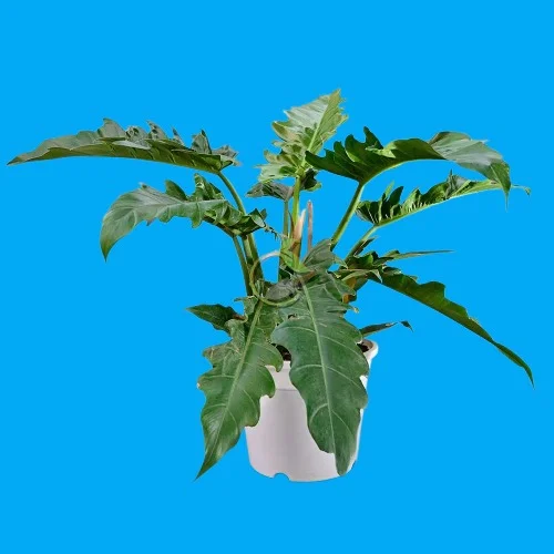 Philodendron Pluto Green