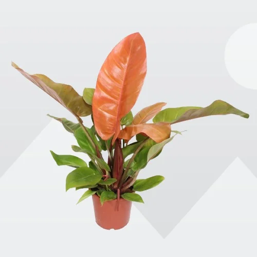 Philodendron erubescens 'Prince of Orange'