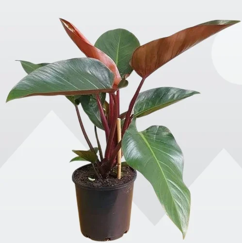 Philodendron tatei 'Rojo Congo'