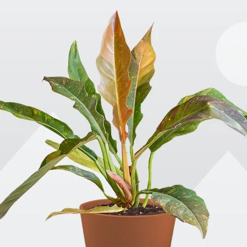Philodendron bipinnatifidum x selloum, Ring of Fire Philodendron
