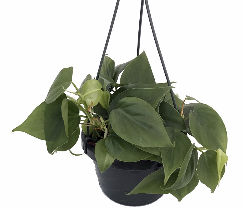 Heartleaf Philodendron Care, Philodendron scandens Care