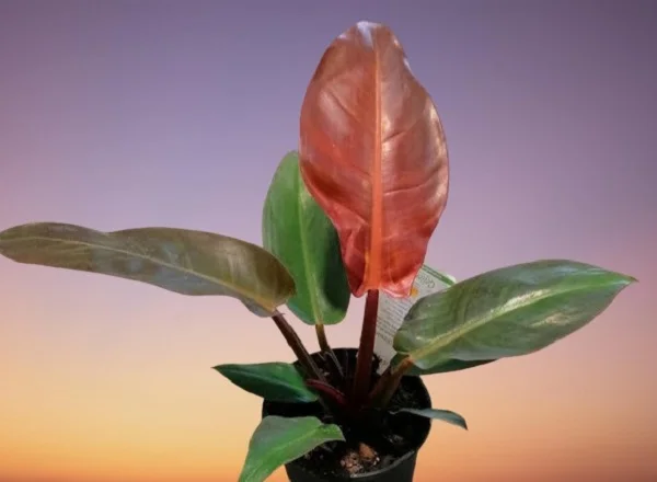 Philodendron Sun Red