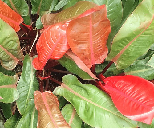 Philodendron Sun Red