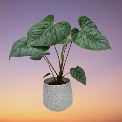Philodendron sodiroi