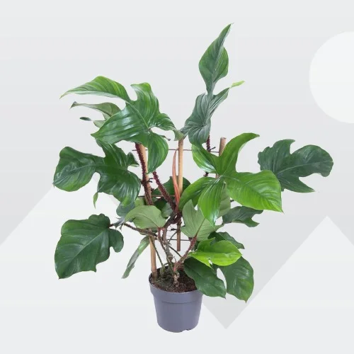 Philodendron squamiferum