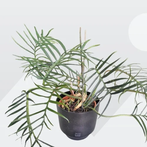 Philodendron tortum