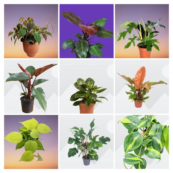 Philodendron Varieties Collage