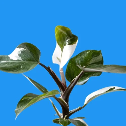 Philodendron erubescens 'White Knight'