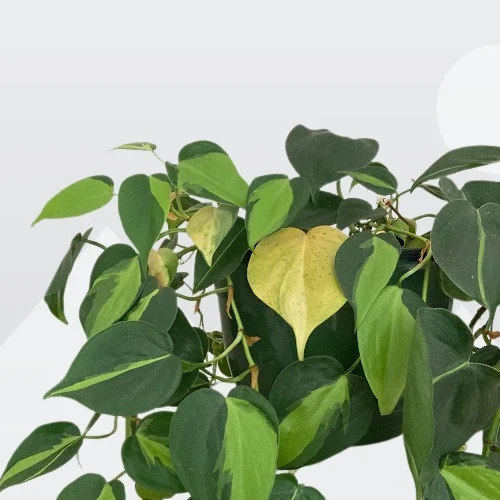 Philodendron with yellowing leaves