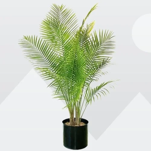 Canary Island Date Palm, Phoenix canariensis