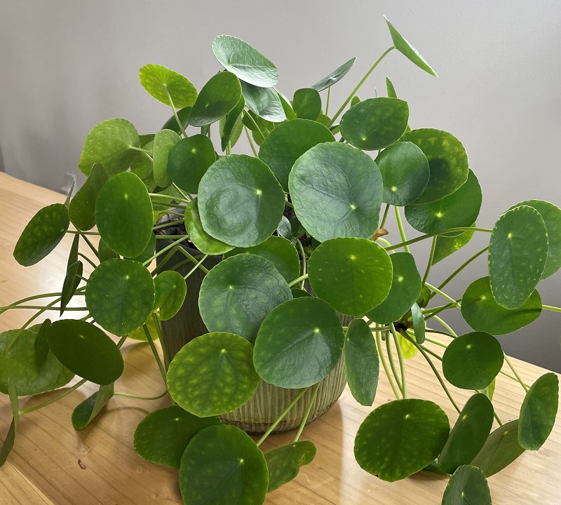 Missionary Plant, Pilea peperomioides