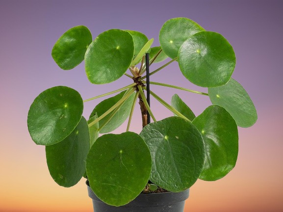 Chinese Money Plant Care, Pilea peperomioides Care