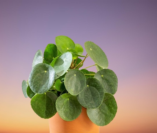 Chinese Money Plant, Pilea peperomioides