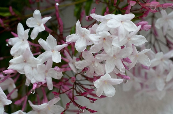 Pink Jasmine, Jasminum polyanthum