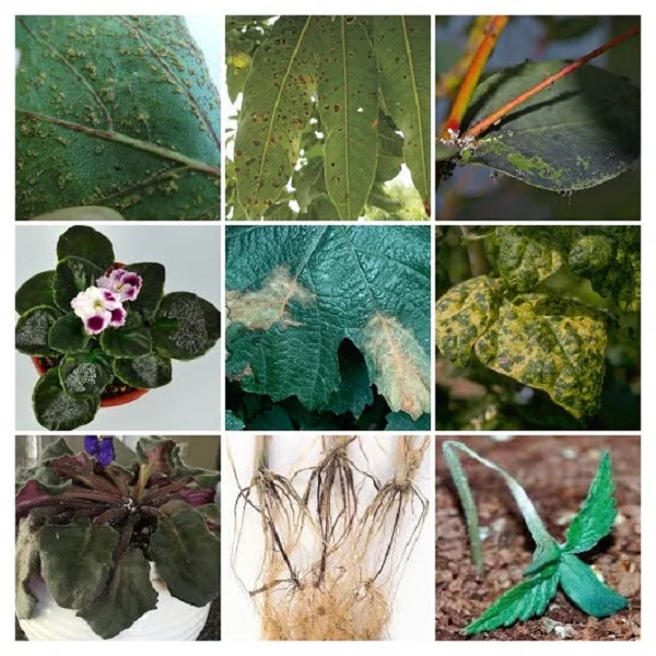 Plants Diseases Collage
