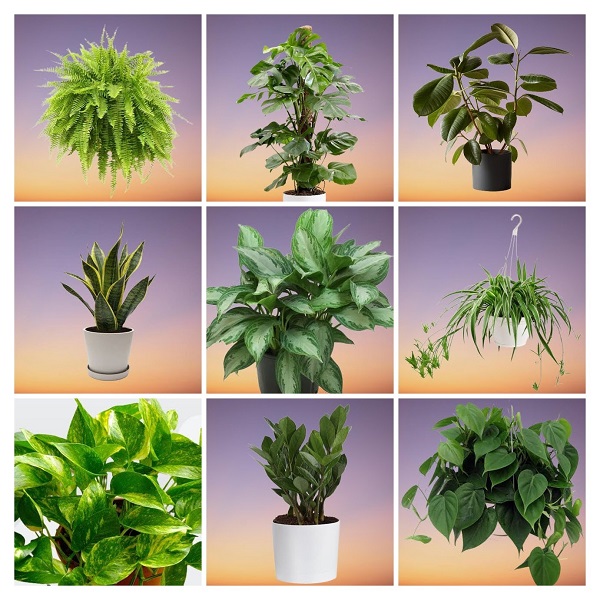 Plants for Home collage