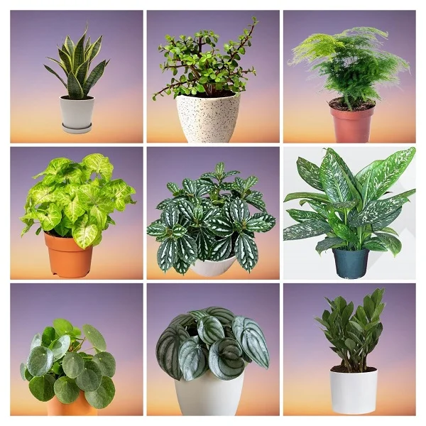 Best Houseplants for Small Apartments Collage