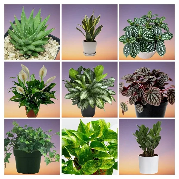 Plants for Study Table Collage