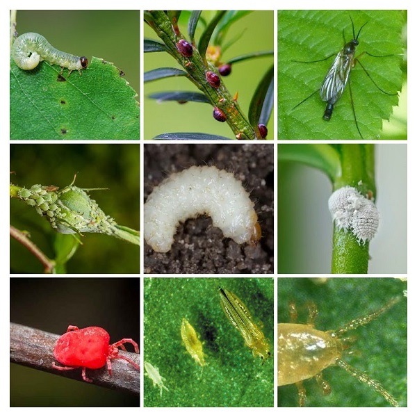 Plants Pests Collage