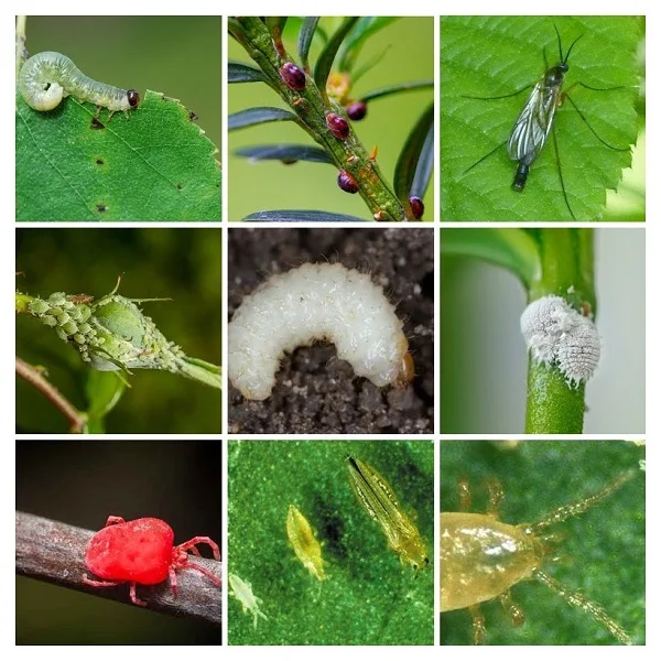 Plants pests Collage