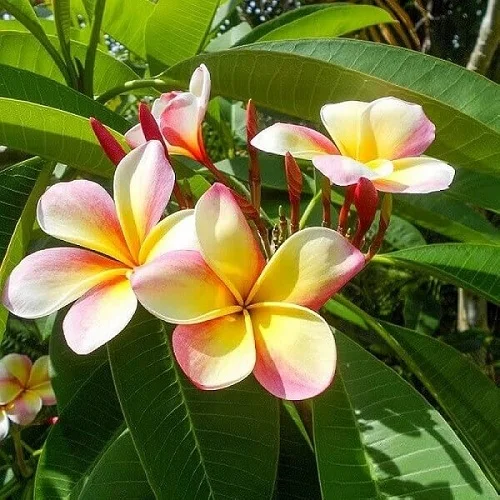 Frangipani Plant, Red Jasmine, Plumeria rubra