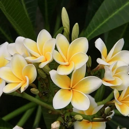 Frangipani Plant, Red Jasmine, Plumeria rubra