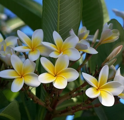 Frangipani Plant, Red Jasmine, Plumeria rubra