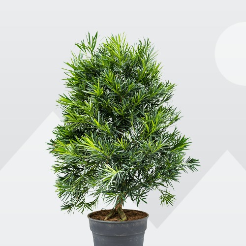 Buddhist Pine, Podocarpus macrophyllus