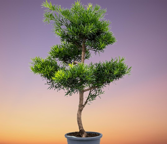 Buddhist Pine, Podocarpus macrophyllus