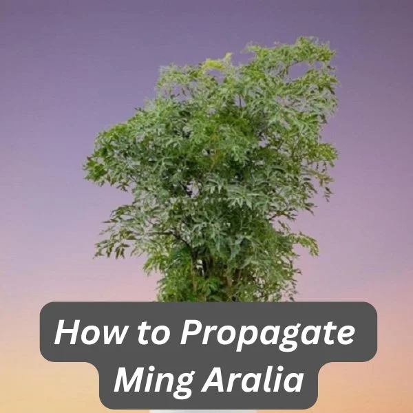 Polyscias fruticosa, Ming Aralia