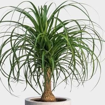 Houseplant, Ponytail Palm