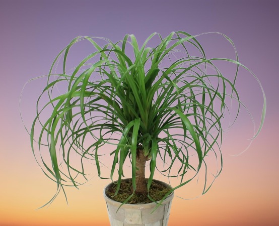 Ponytail Palm, Beaucarnea recurvata
